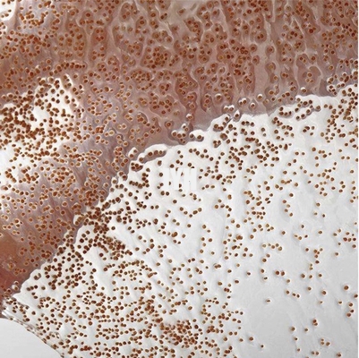 Maschera facciale dell'alga naturale dell'etichetta privata 100% che alleggerisce la maschera antinvecchiamento dell'alga del collagene